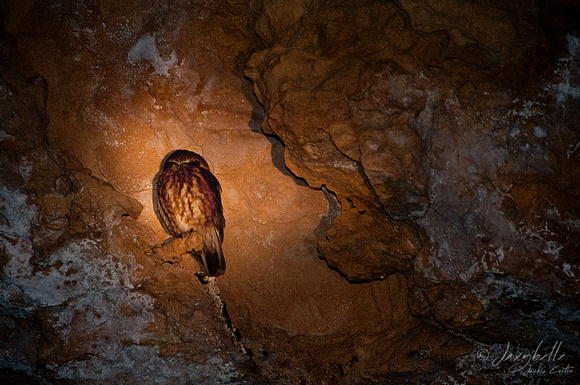 110619 Stockyard Gully Cave Boobook Owl 2