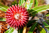 110619 Lesueur  National Park Banksia menziesii