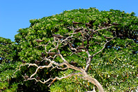 121016Noddy Terns in a tree Eastern side of LEI-2