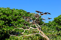 121016Noddy Terns in a tree Eastern side of LEI