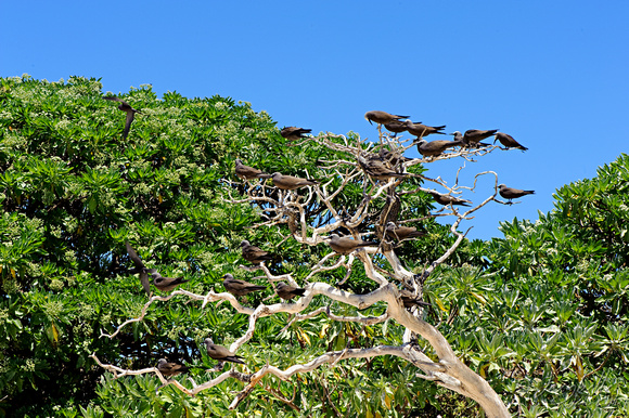 121016Noddy Terns in a tree Eastern side of LEI