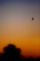 Sunrise Spider
