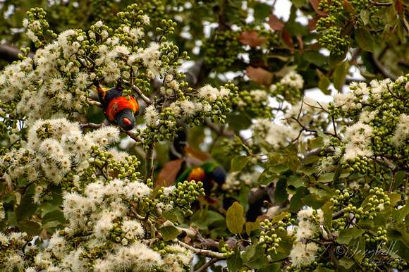 Lorikeets enjoying the flowering gum tree-1