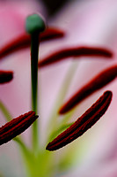 120822 Pink & White Lily (12 of 13)