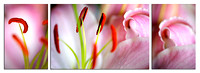 Pink Oriental Lily Triptych - SAMPLE ONLY