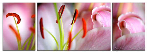 Pink Oriental Lily Triptych - SAMPLE ONLY