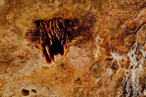 110619 Feral Bee Hive Stockyard Gully Cave WA