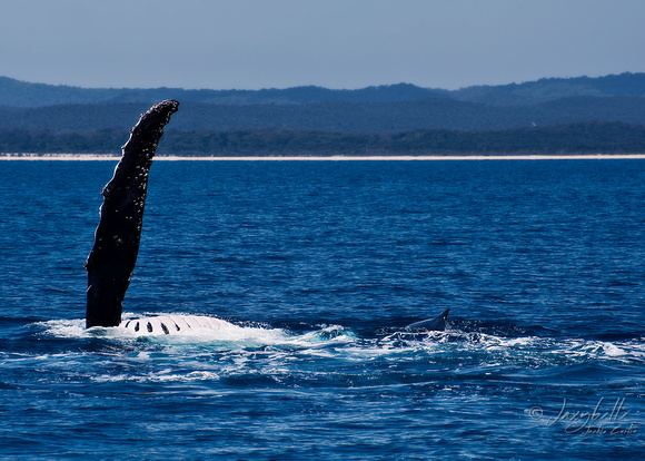 Humpback Whale Playing