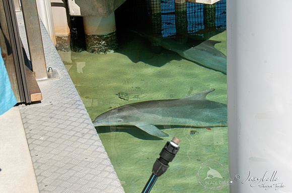 Live Captured dolphins transfered from Marineland South Australia.