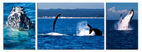 Humpback Triptych 1--SAMPLE IMAGE--