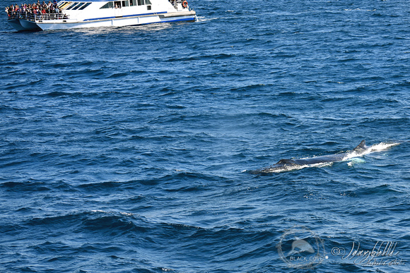 Whale Watch Gold Coast 160810