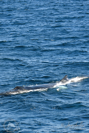 Humpback Whale Gold Coast