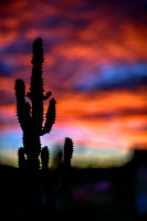 prickly sunrise-1