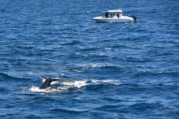 Humpback whale tail Gold Coast