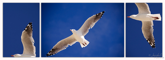 Flying Seagull Triptych