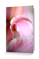 Pink Oriental Lily, Soft detail.