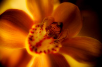 Orchid 4