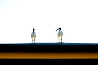 2 birds on a roof