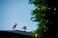 2 Ibis on a roof