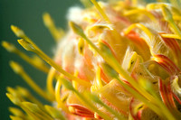 Pincushion 1 (proteaceae-leucospermum)