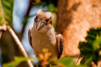 Garden Birds Kookaburra (39 of 51) copy