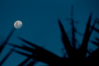 Moon rising over the Yucca tree 1