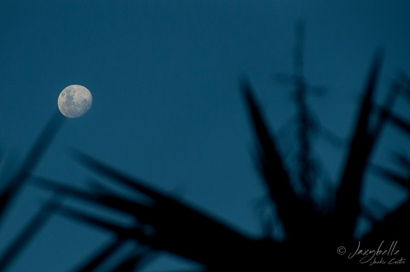 Moon rising over the Yucca tree 1