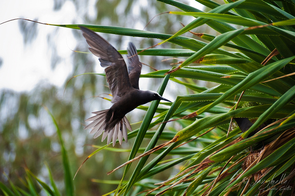 110311 Noodie in flight, trying to impress the ladies