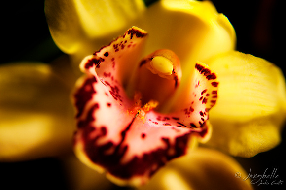 Orchid 8