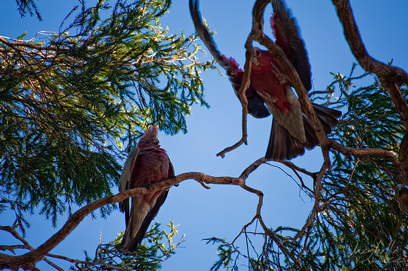 Mother and Baby Galah 2