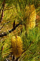 110619 Lesueur National Park Banksia tricuspis