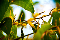 Kakadu  -Wattle Flowers