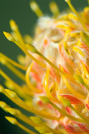 Pincushion 2 (proteaceae-leucospermum)