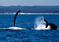 Humpback Whales - Mother & Calf at play