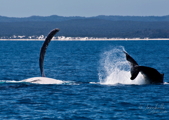 Humpback Whales - Mother & Calf at play
