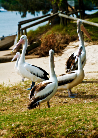 Pelicans 1