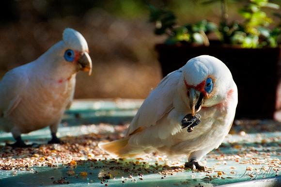 Garden Birds, A pair of Corellas