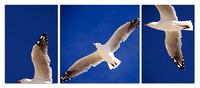 Seagull Square Centre Triptych --SAMPLE ONLY--