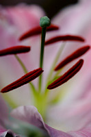 120822 Pink & White Lily (13 of 13)