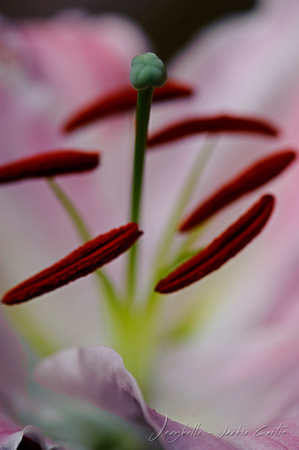 120822 Pink & White Lily (13 of 13)