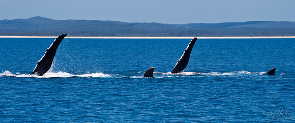 Humpback Whale - synchron ized swimming and fin slapping