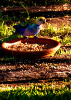 Rosella eats bird seed in the garden 3