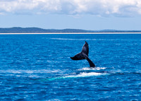 Humpback Whale Calf's tail