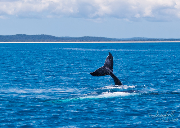 Humpback Whale Calf's tail