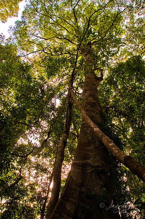 Binna Burra Rainforest Walk Looking Up