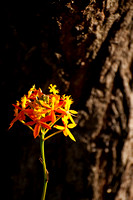Crucifix Orchid Epidendrum ibaguense 2