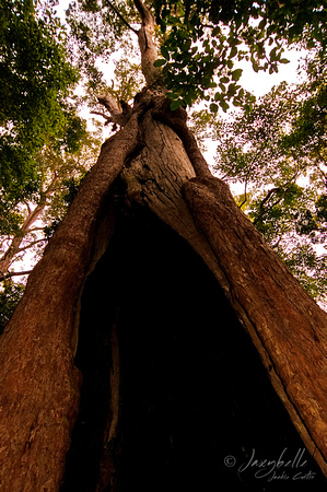 Binna Burra Rainforest Walk (8 of 10) copy