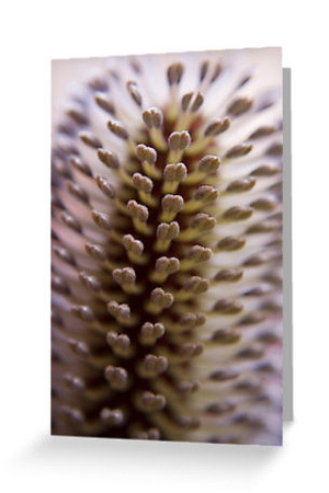 Soft Banksia Detail