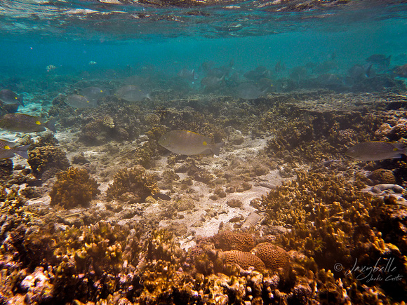 shoal of fish reef lagoon