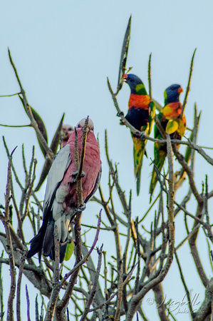 131121-Galahs and Lorikeets in the African Tulip Tree-3